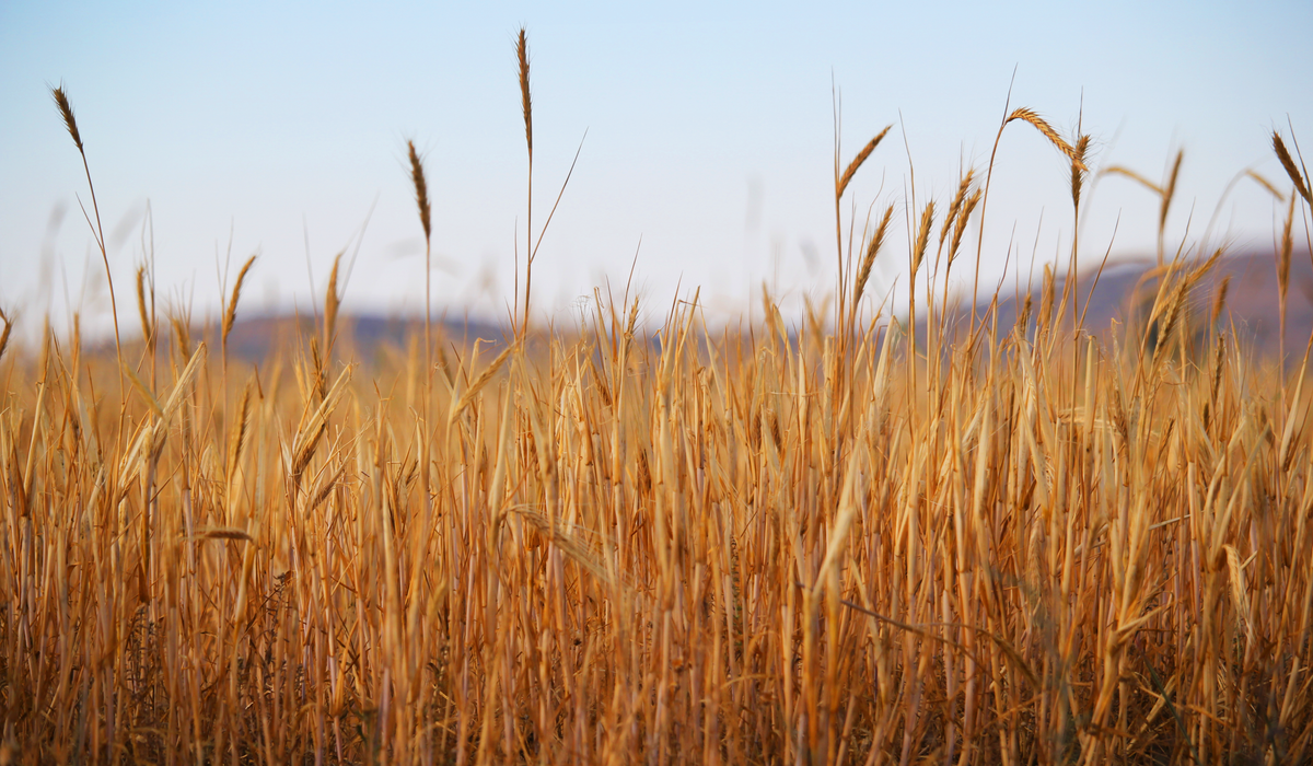 The Wheat Glade