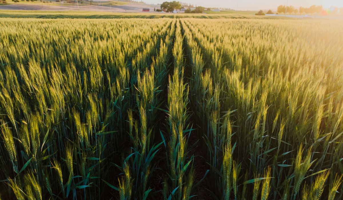 The Wheat Glade