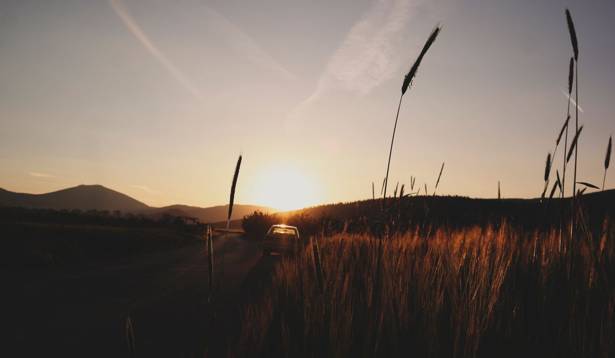 The Wheat Glade