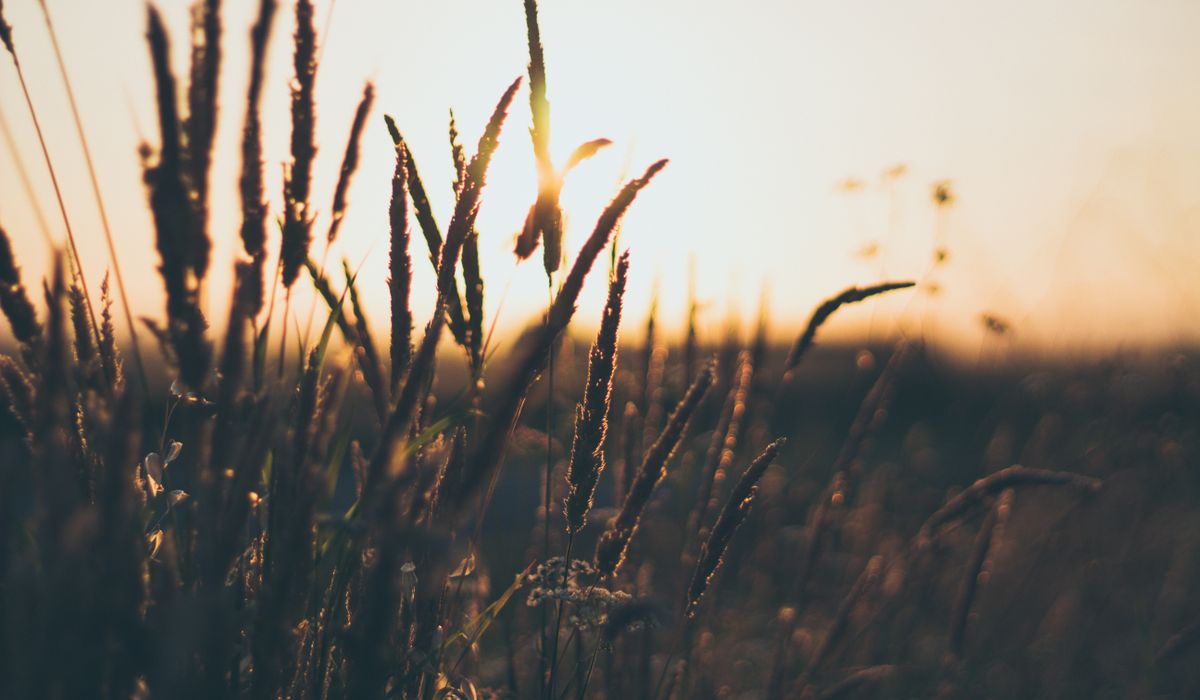 The Wheat Glade