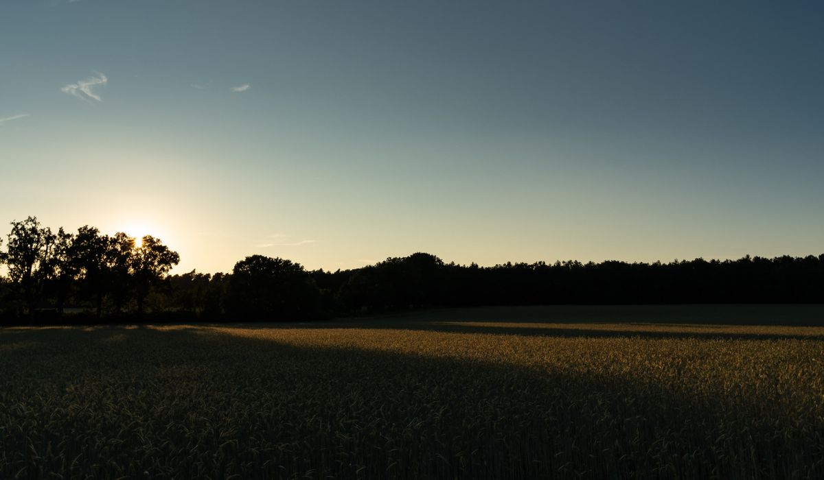 The Wheat Glade