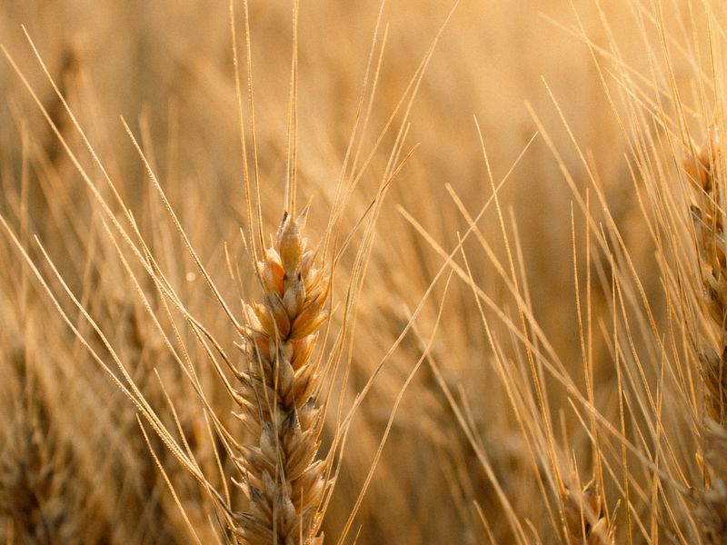 The Wheat Glade