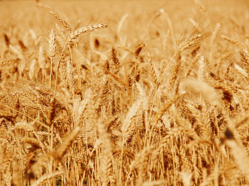 The Wheat Glade