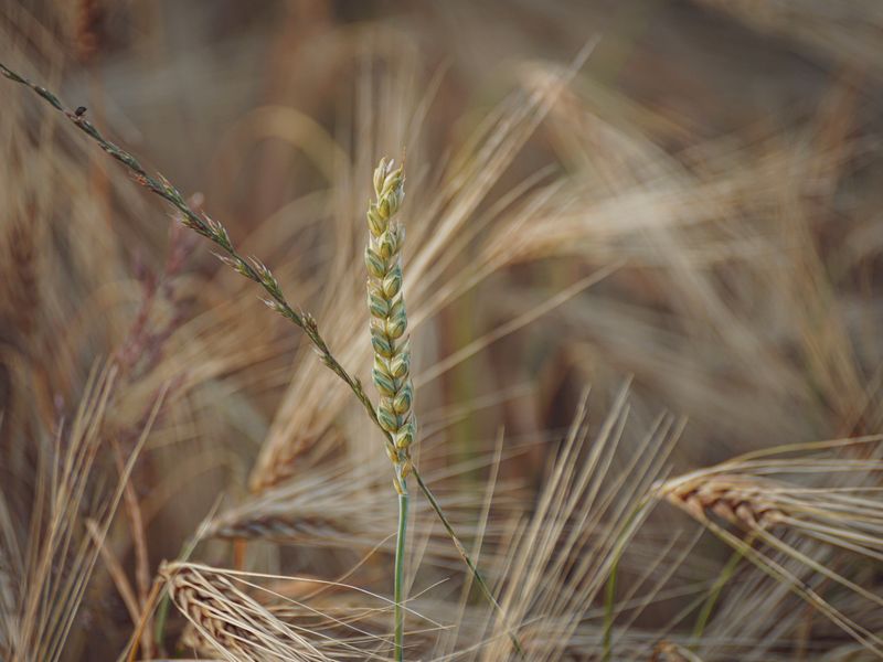 The Wheat Glade