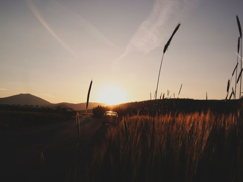 The Wheat Glade