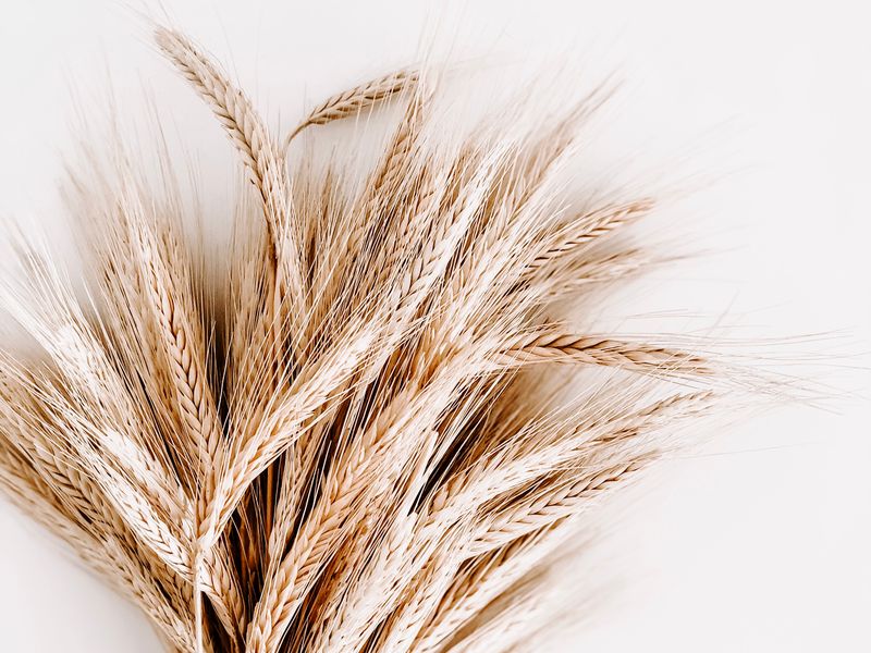 The Wheat Glade