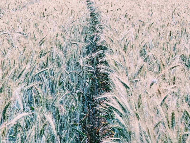 The Wheat Glade
