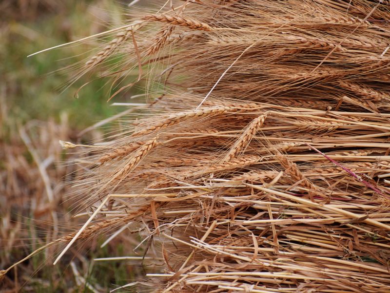 The Wheat Glade