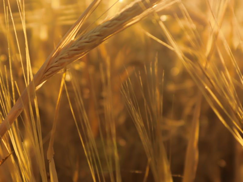 The Wheat Glade