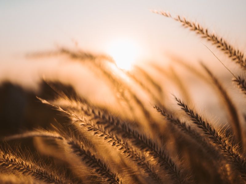 The Wheat Glade